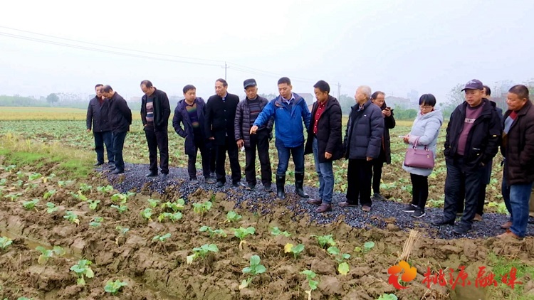 桃源縣舉行富硒油菜組裝配套高產(chǎn)栽培示范基地現(xiàn)場(chǎng)觀摩調(diào)研